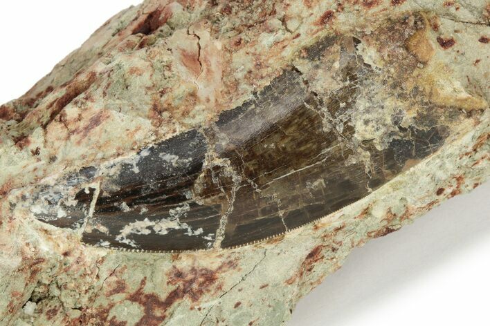 Carcharodontosaurus Tooth In Situ - Dekkar Formation, Morocco #220720